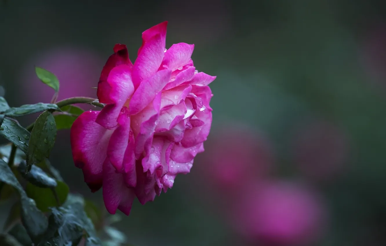 Фото обои цветок, макро, роса, роза, боке