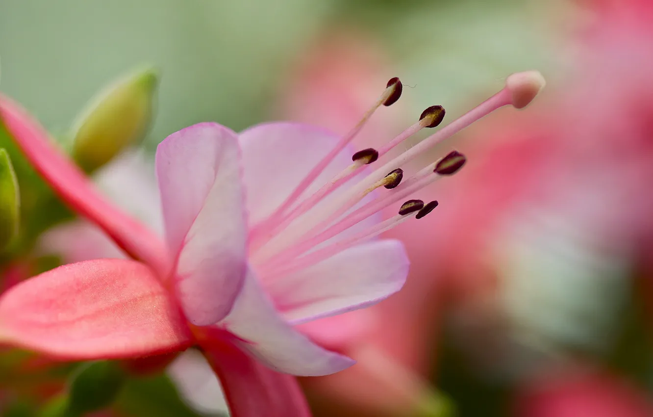 Фото обои цветок, фон, розовый, лепестки, тычинки