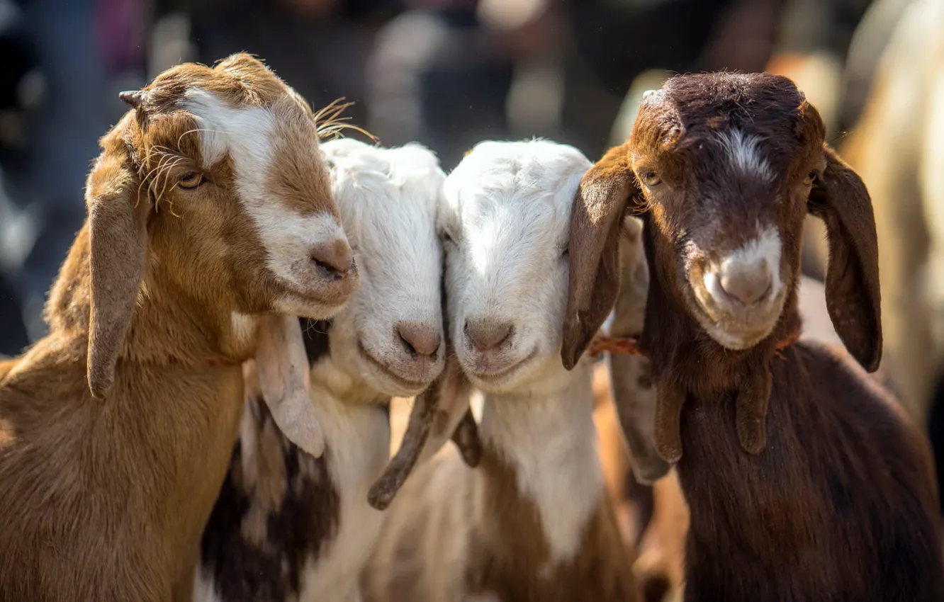 Фото обои baby, Four, goats