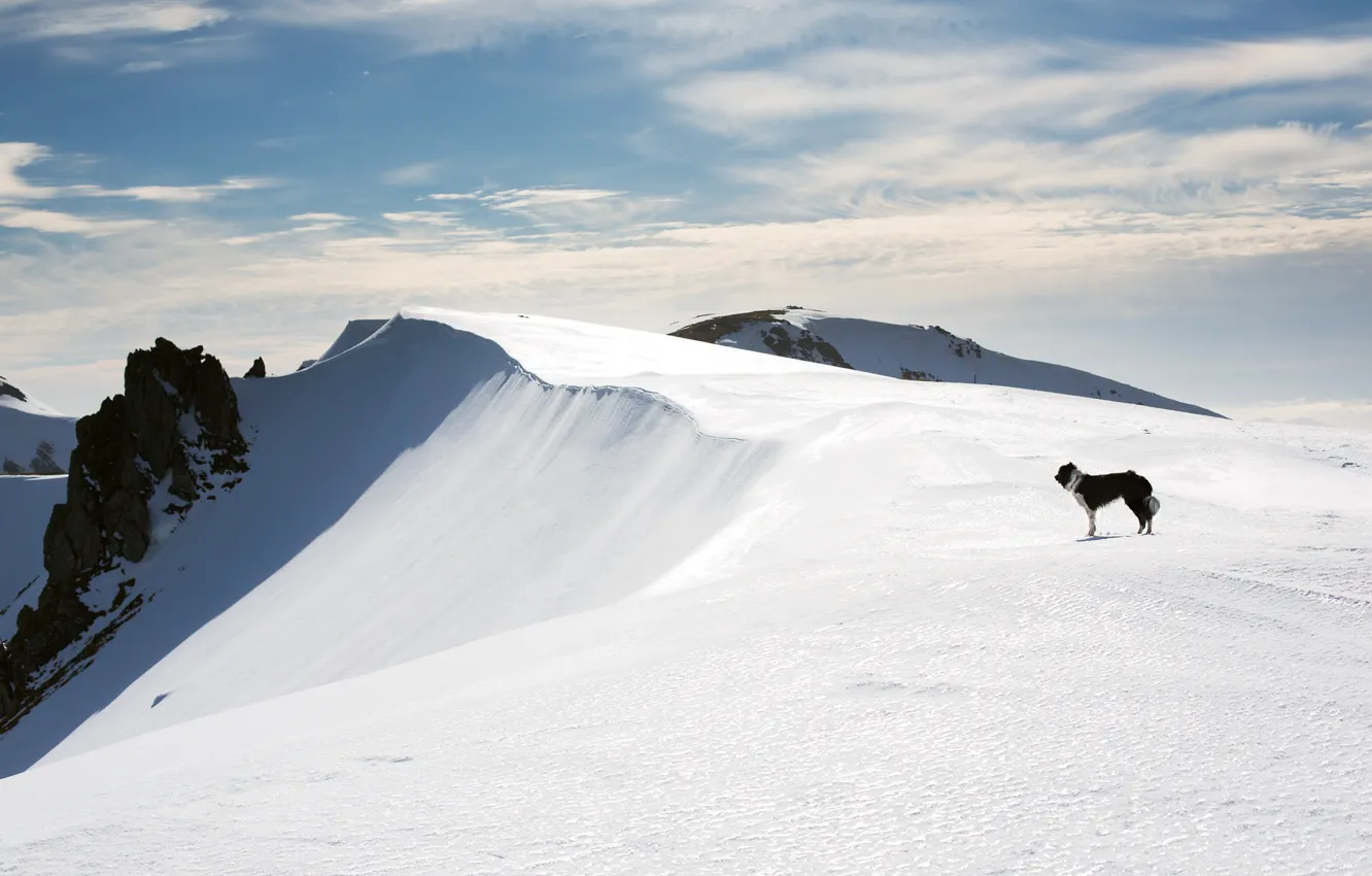 Фото обои холод, зима, небо, облака, снег, горы, высота, собака