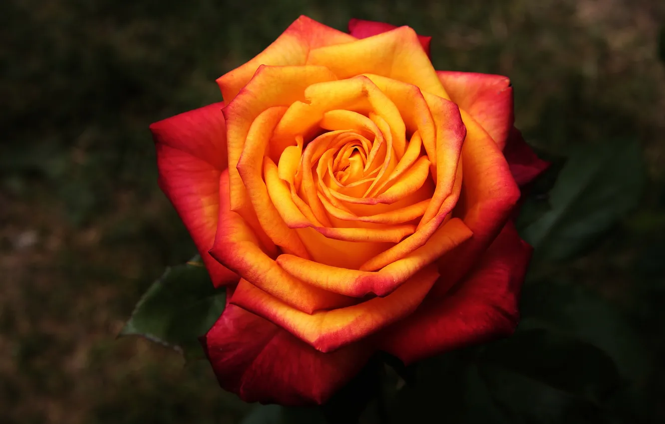 Фото обои листья, цветы, оранжевый, темный фон, яркие, розы, лепестки, бутоны