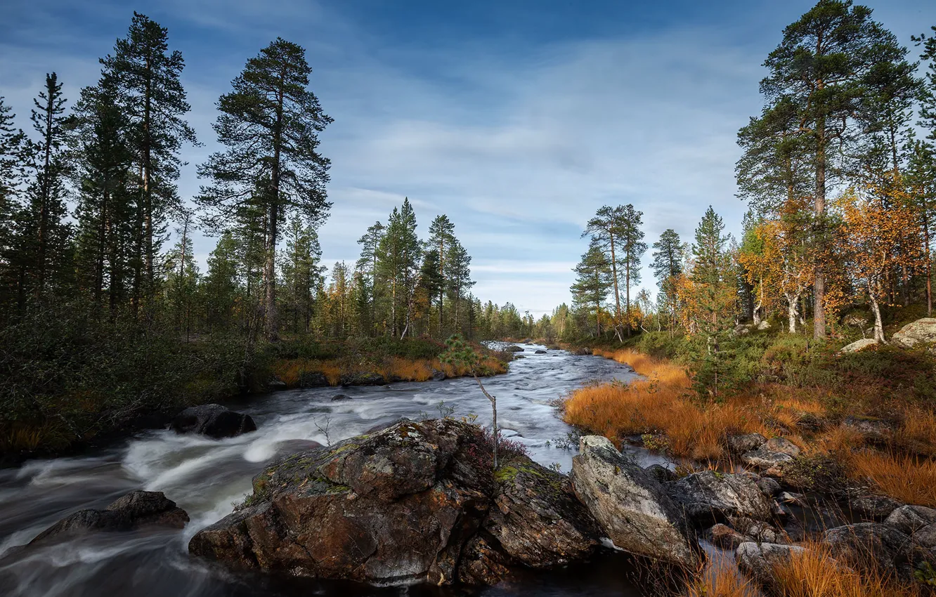 Фото обои лес, река, камни