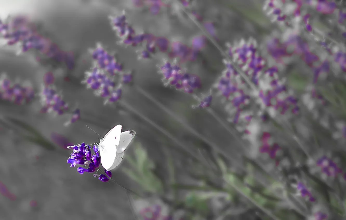 Фото обои поле, цветы, бабочка, крылья, луг, насекомое