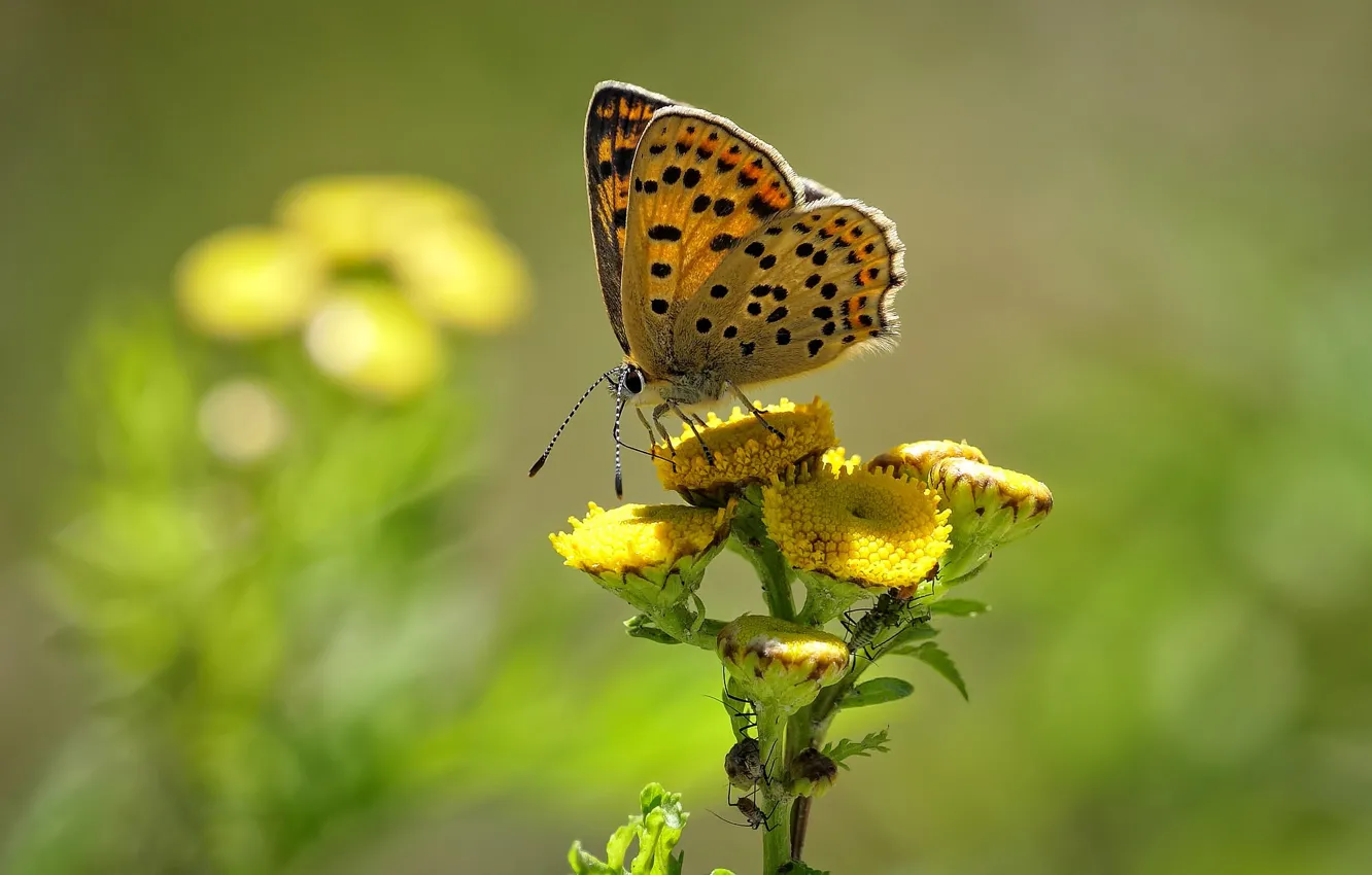 Фото обои цветок, бабочка, butterfly