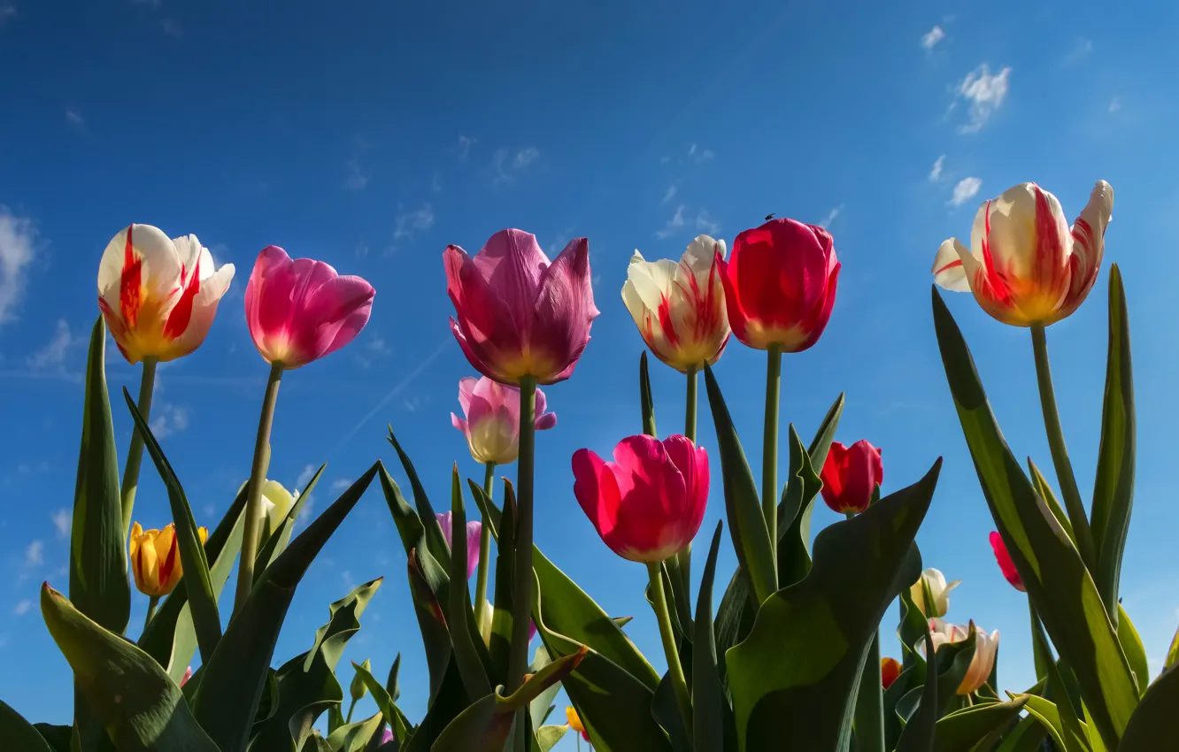 Фото обои небо, цветы, тюльпаны