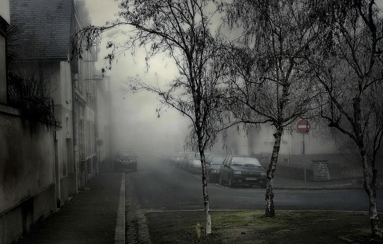 Фото обои деревья, машины, Туман