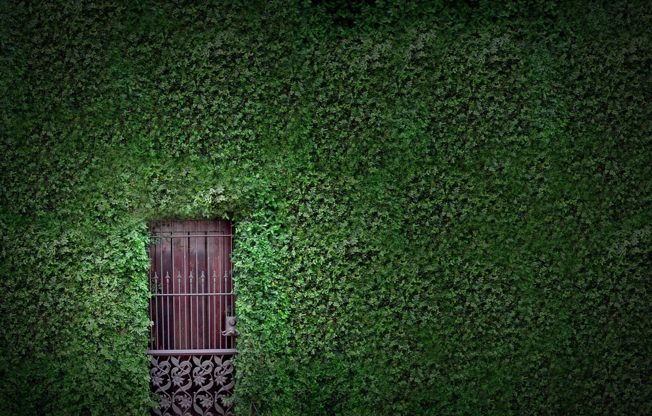 Фото обои зелень, листья, стена, листва, растения, дверь