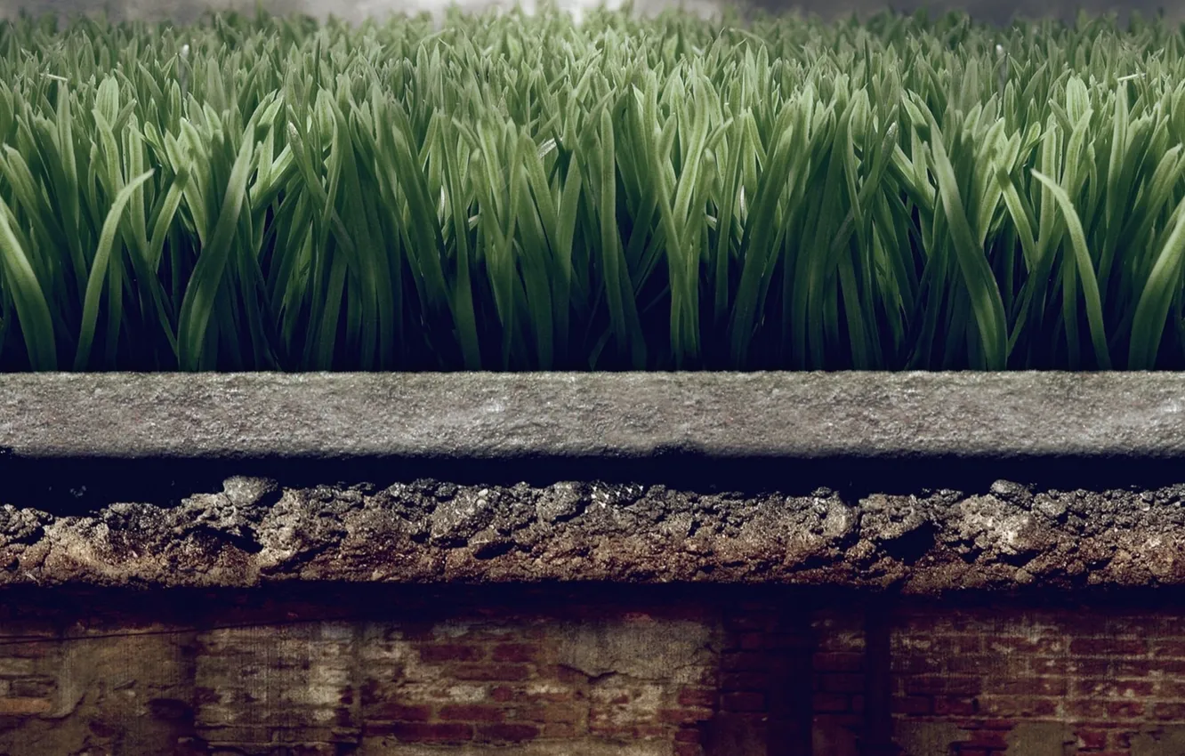 Фото обои трава, камень, растение, клумба