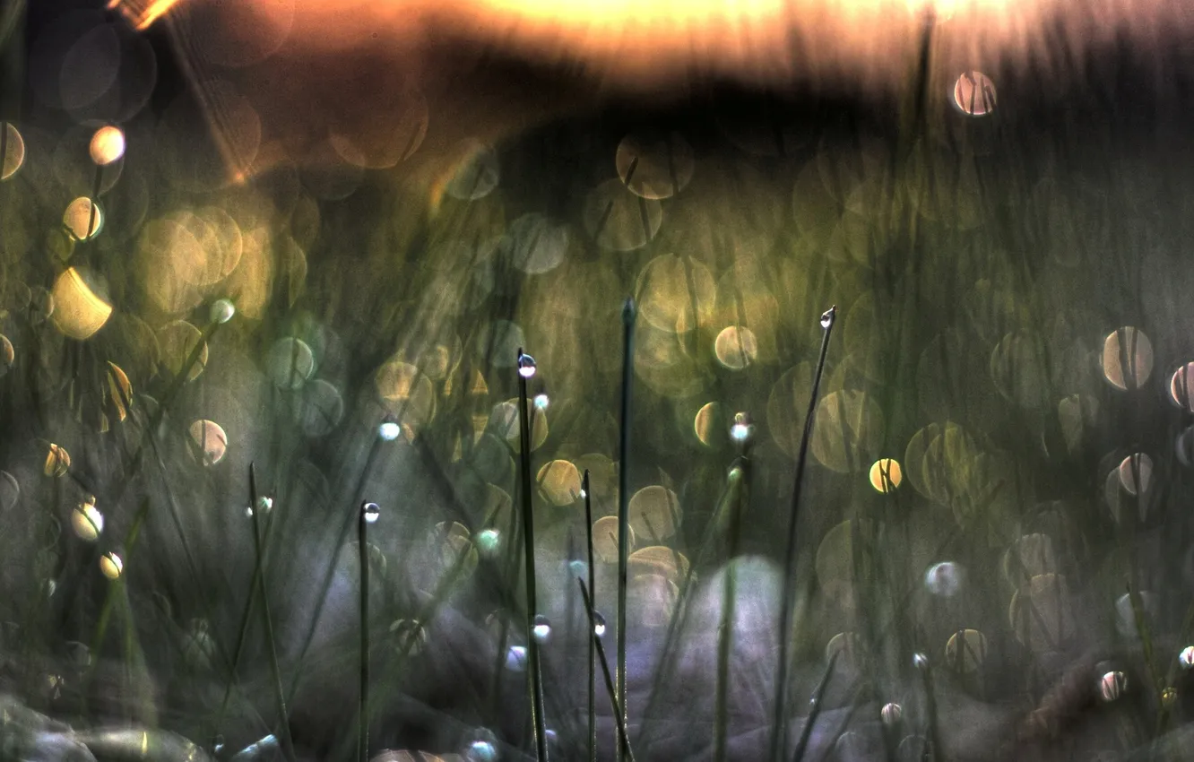 Фото обои трава, капли, закат, роса, блик
