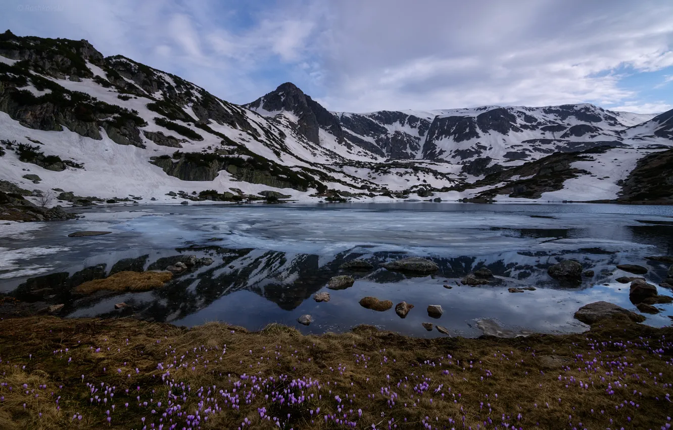Фото обои облака, снег, цветы, горы, Болгария, Рила, Национальный парк Рила, Ribnoto озеро