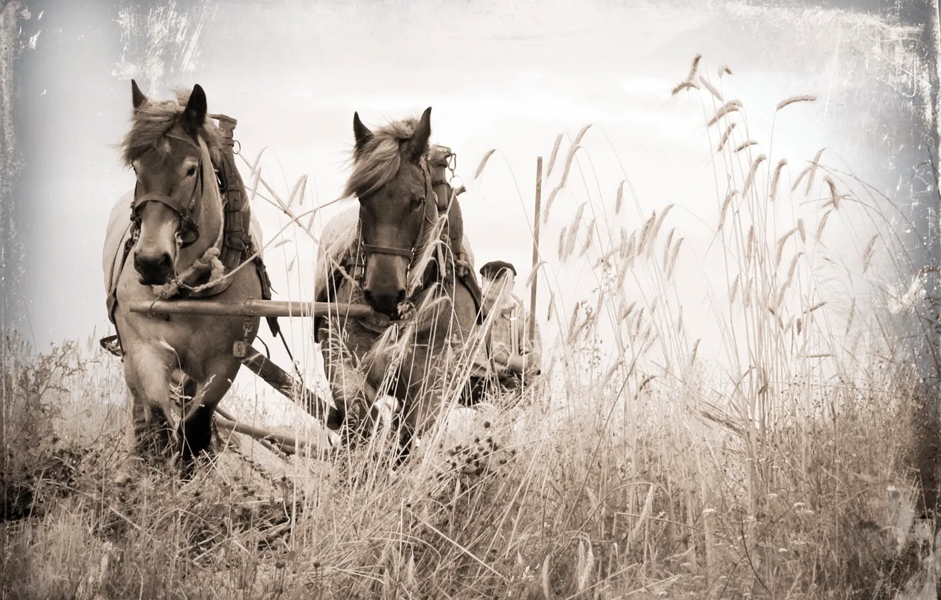 Фото обои поле, стиль, фон, кони, повозка