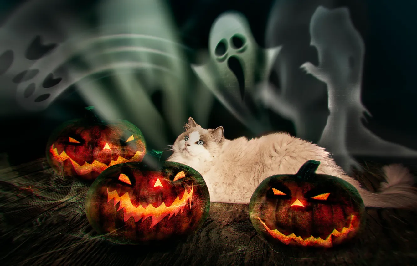 Фото обои осень, кошка, кот, взгляд, темный фон, страх, огонь, праздник