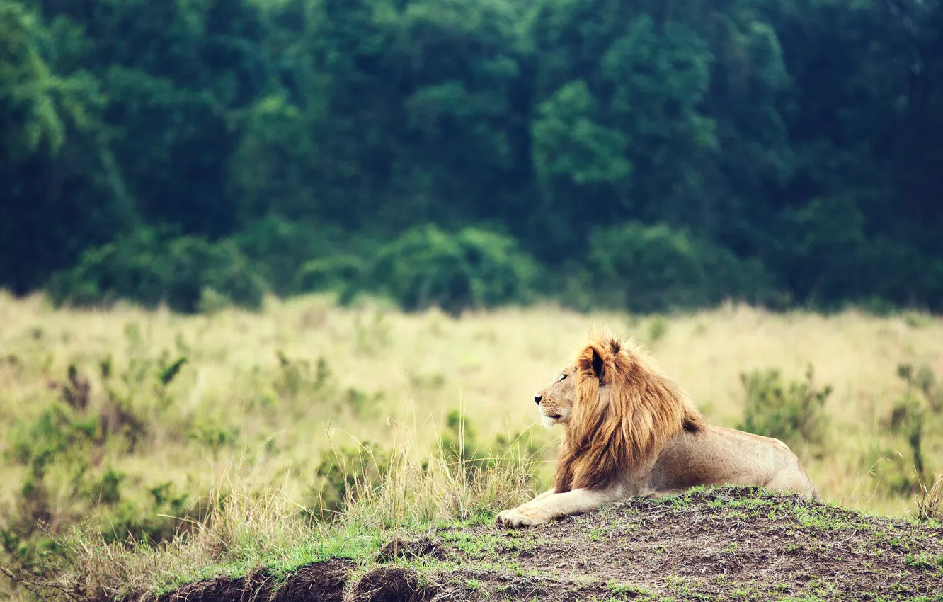 Фото обои животное, лев, грива, царь зверей, lion