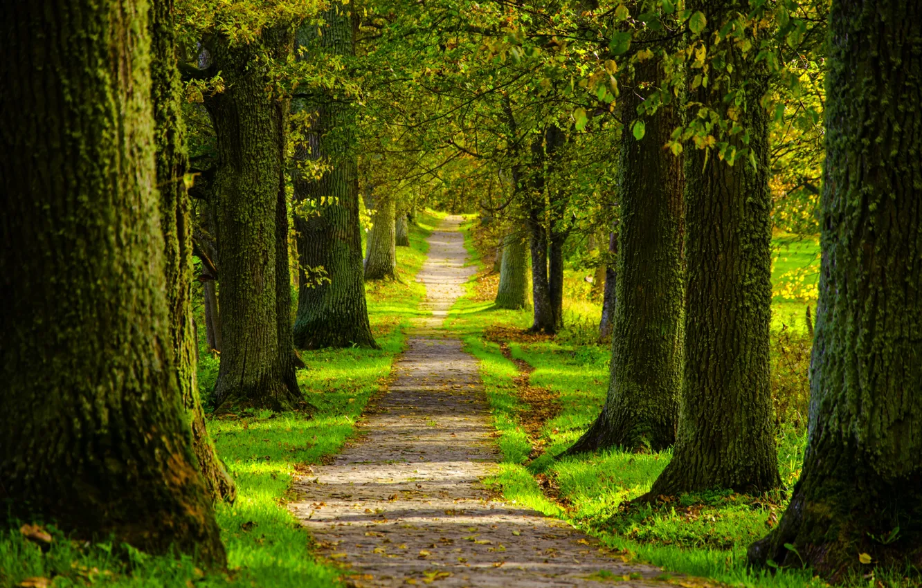 Фото обои дорога, лес, деревья, природа, парк, весна, forest, road