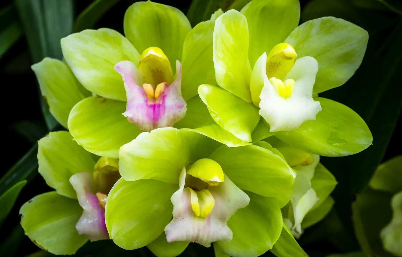 Фото обои макро, зеленая, орхидея