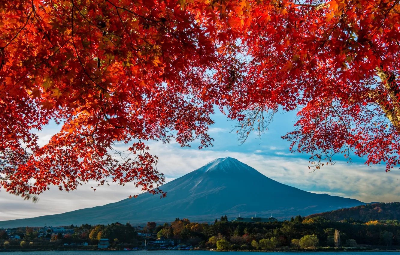 Фото обои осень, дерево, листва, гора, Япония, Фудзияма, японский клен