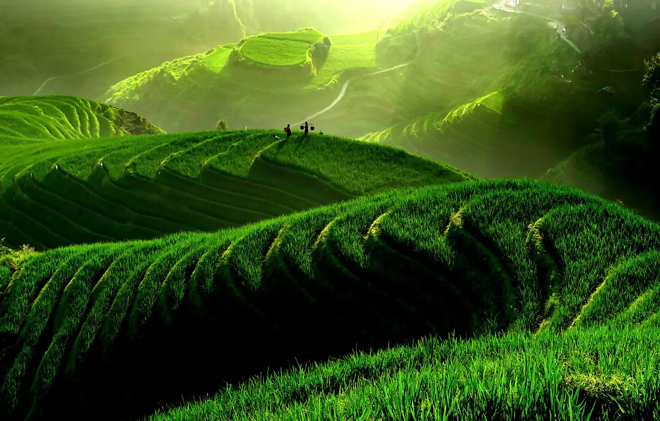 Фото обои зелень, лето, пейзаж, природа, азия, рисовые поля