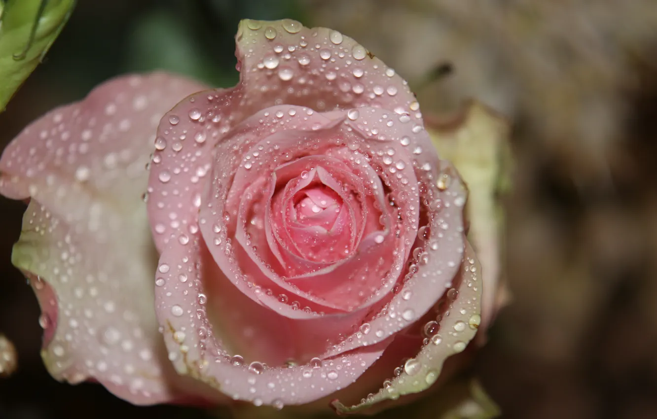 Фото обои капли, макро, розовая, роза, Rose, pink, macro, drops