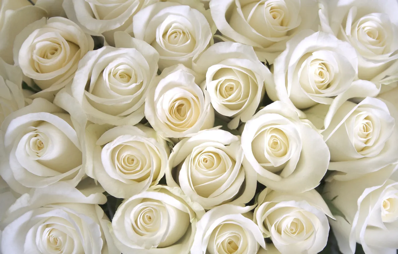 Фото обои white, roses, розы белые