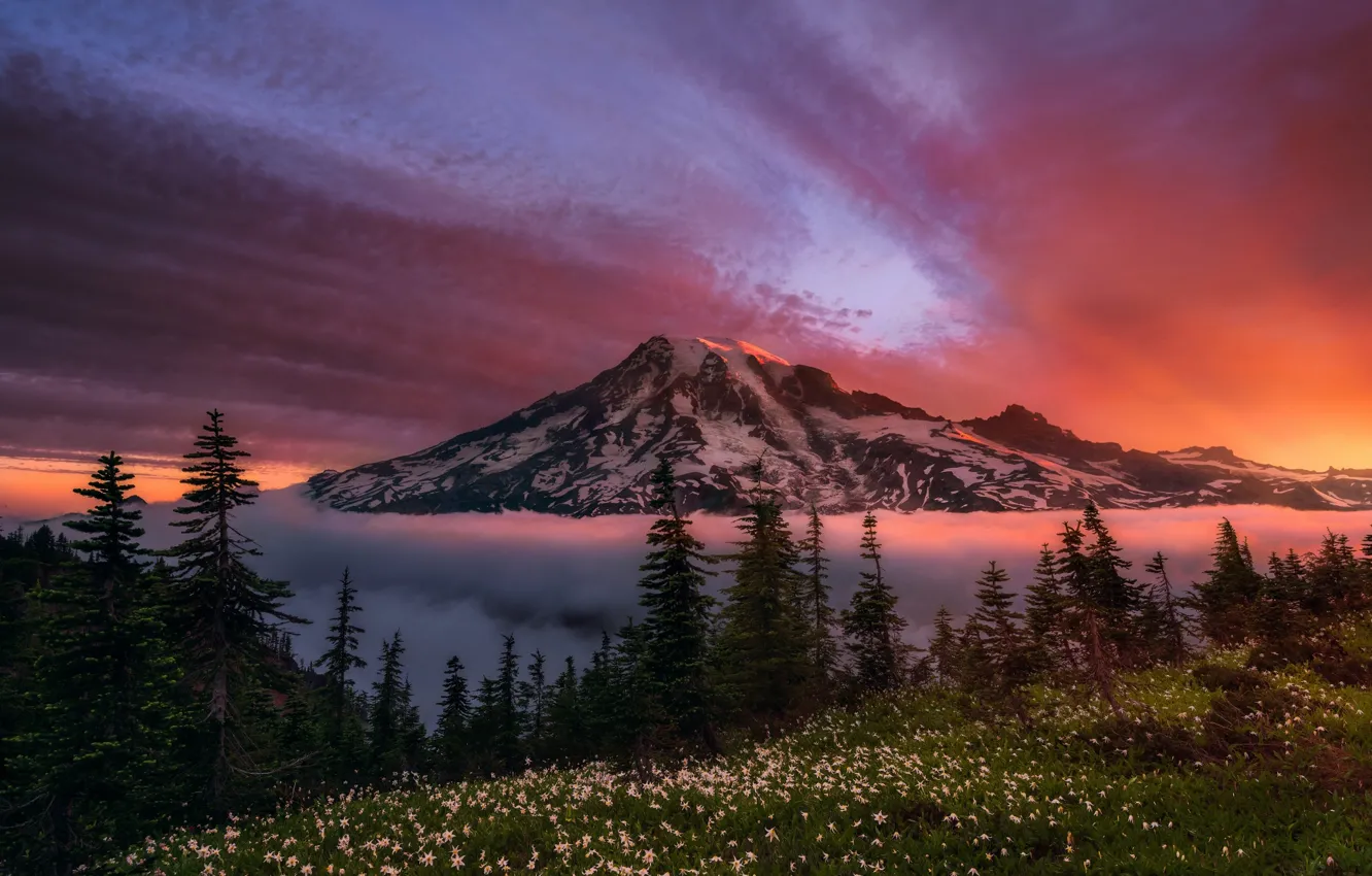 Фото обои лес, небо, цветы, гора, утро, Вашингтон, США, штат
