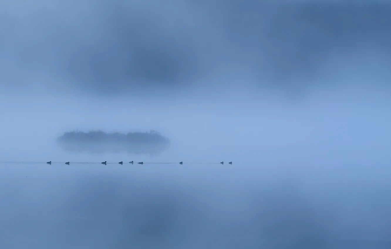 Фото обои туман, озеро, утки