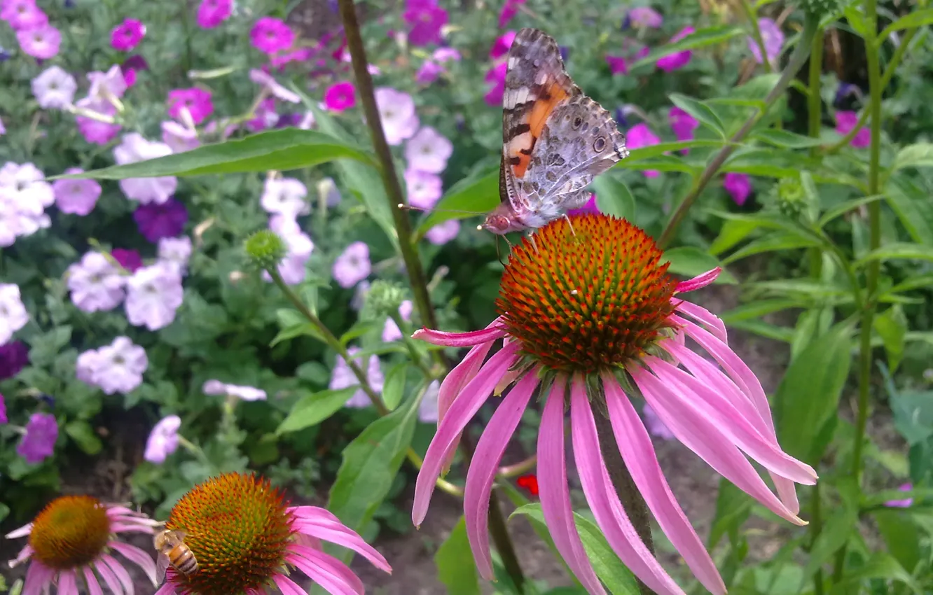 Фото обои лето, цветы, пчела, бабочка, эхинацея