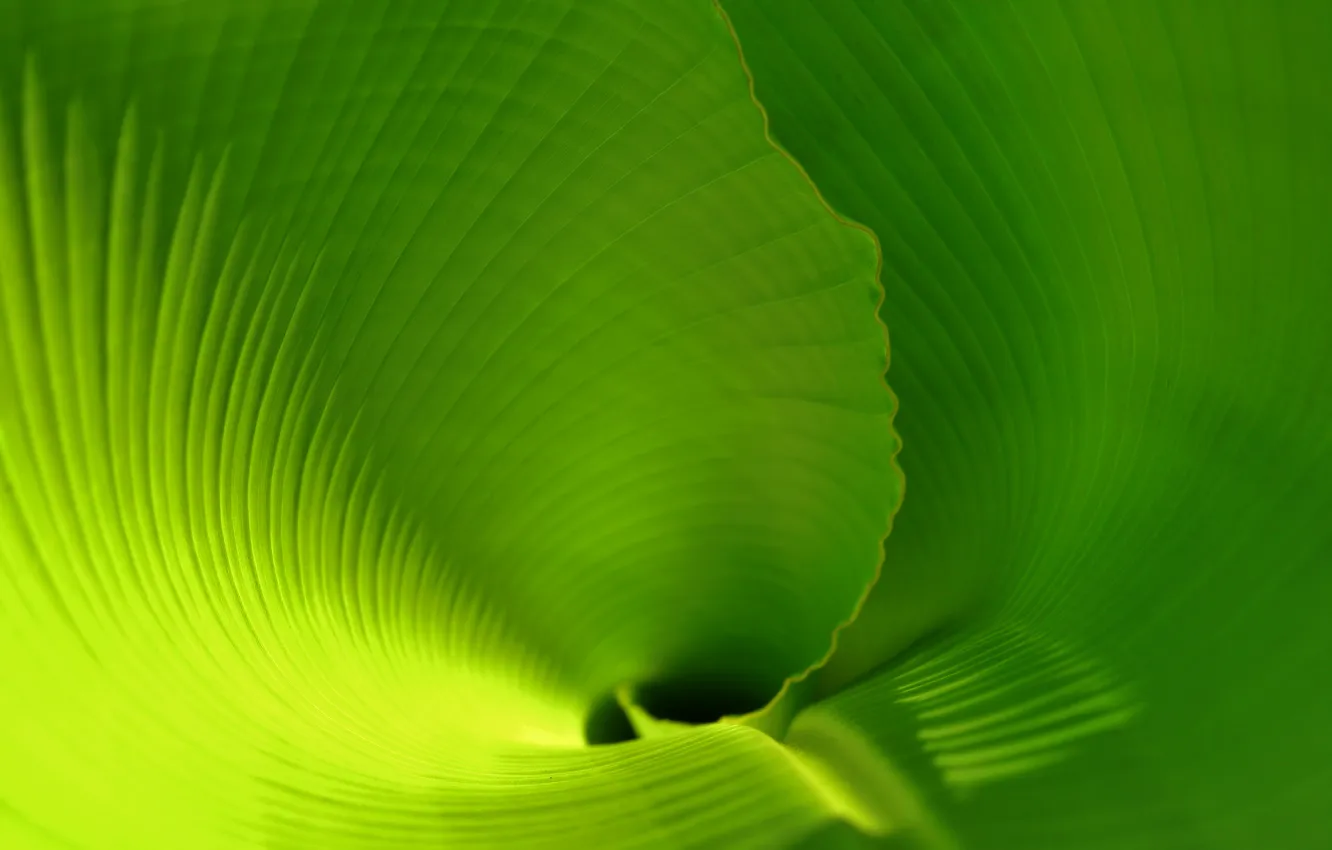 Фото обои лист, тропики, leaf, зеленый лист, banana leaf, лист банана, пальмовый лист, скрученный лист