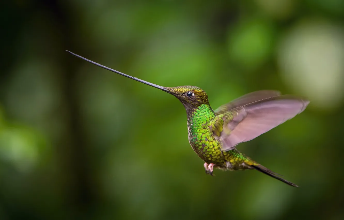 Фото обои полет, клюв, колибри, flight, hummingbird, beak, Petr Simon
