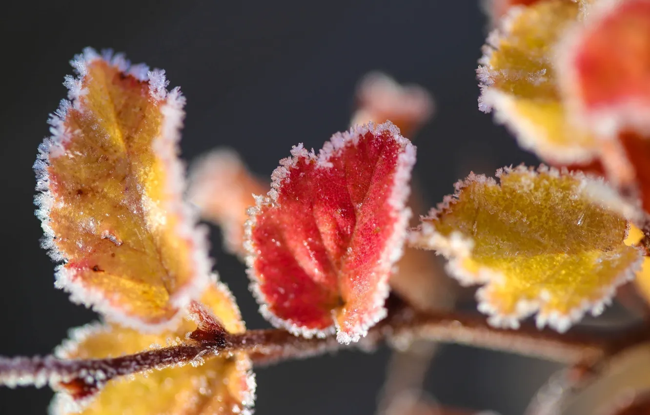 Фото обои лед, листья, макро, снег, желтые, красные, изморозь
