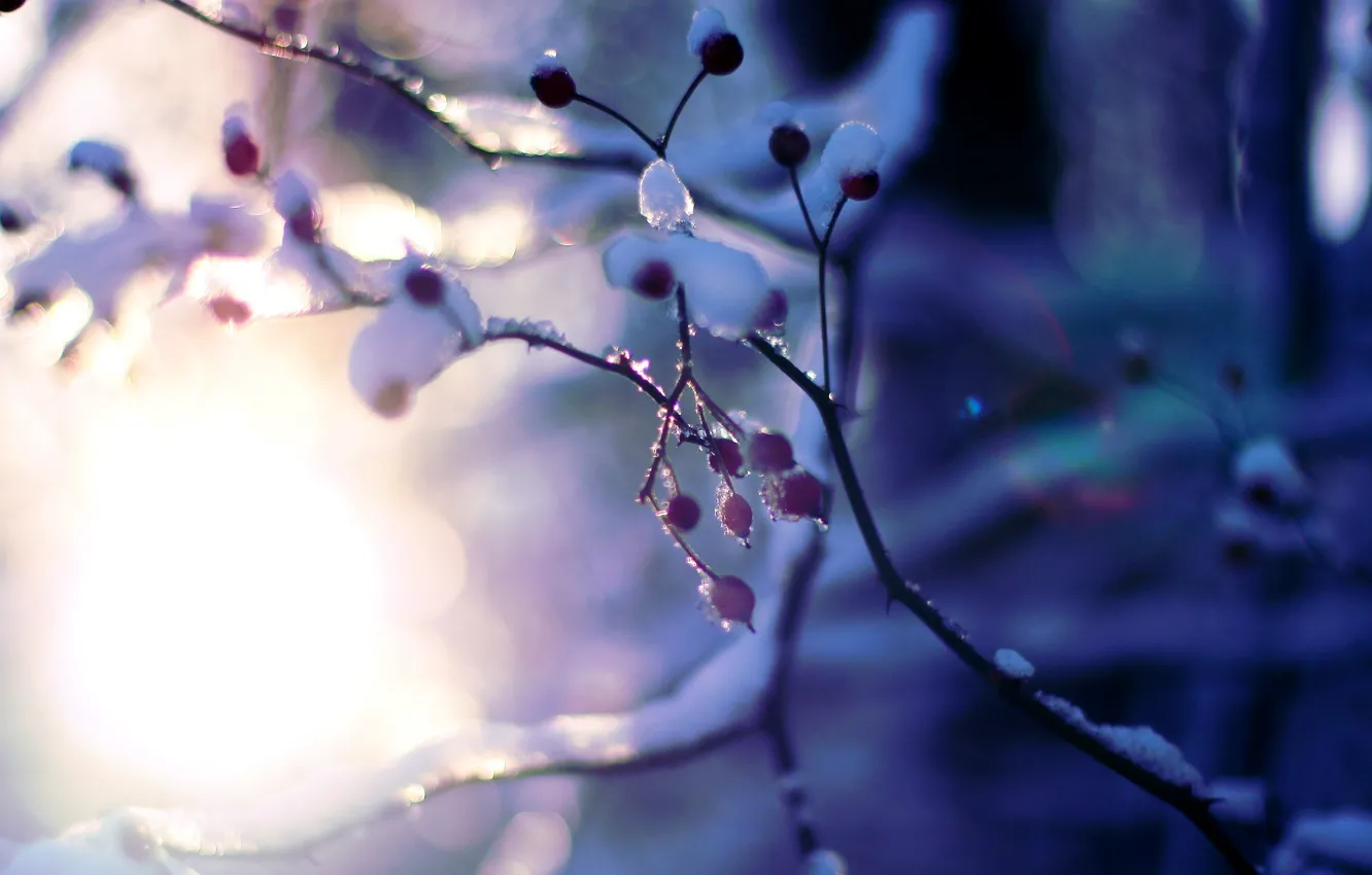 Фото обои зима, солнце, макро, снег, деревья, ветки, фон, дерево
