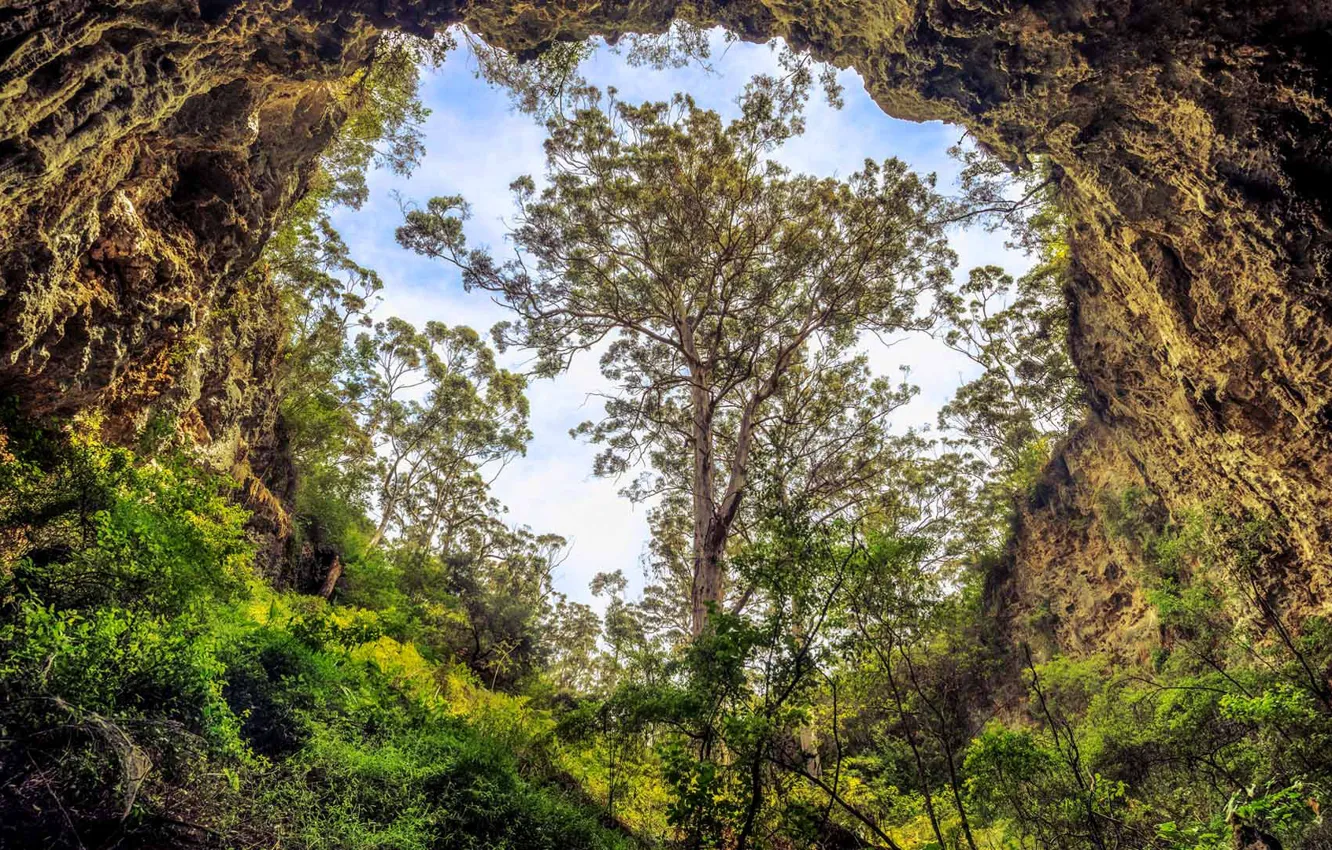 Фото обои пейзаж, дерево, пещера