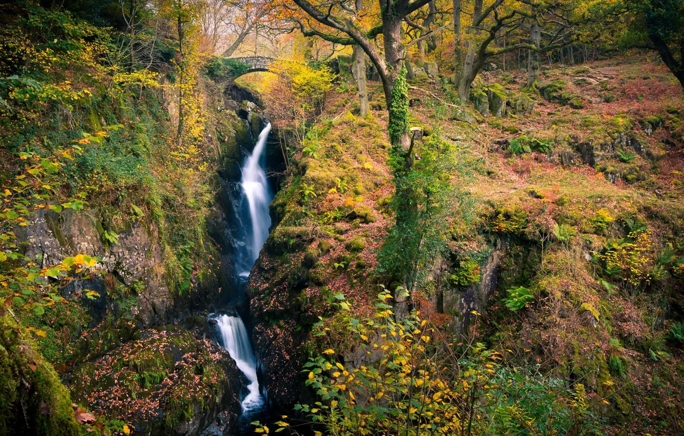 Фото обои осень, лес, ручей, водопад