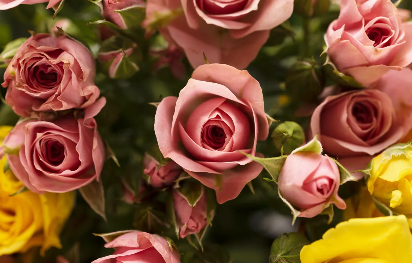 Фото обои цветы, розы, букет, желтые, розовые, бутоны, боке