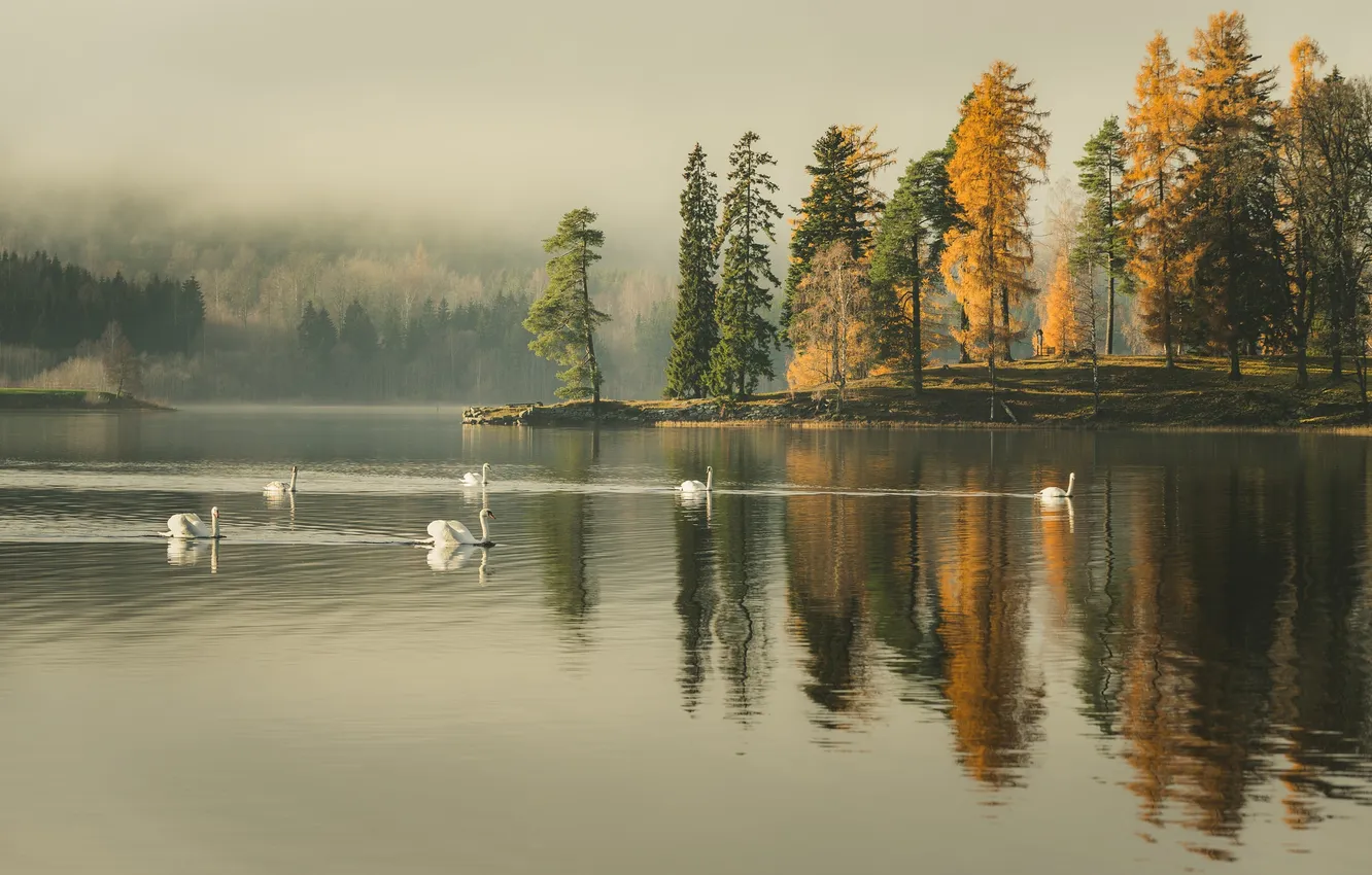 Фото обои деревья, туман, озеро, отражение, зеркало, лебеди, дождливая, берег озера