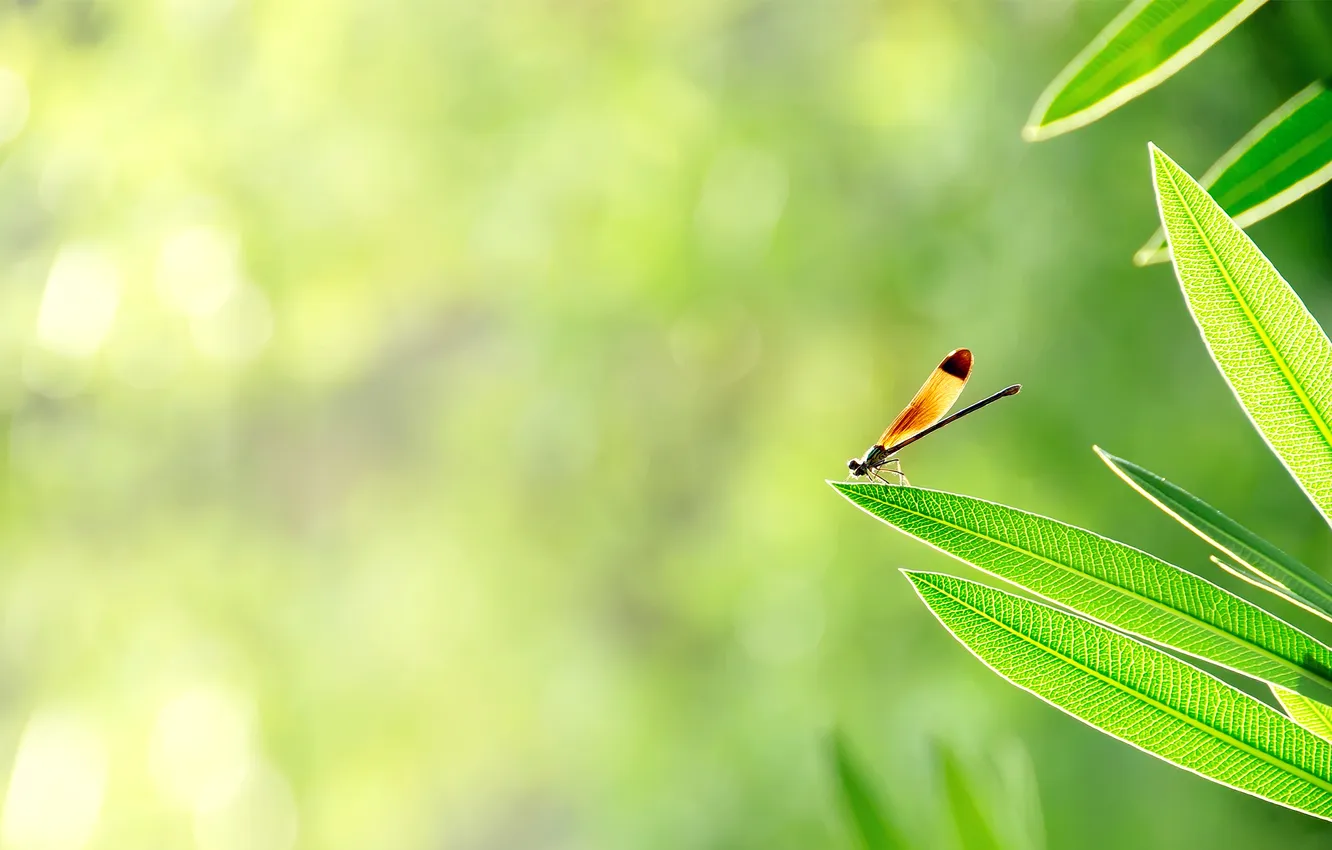 Фото обои зелень, листья, солнце, свет, насекомое