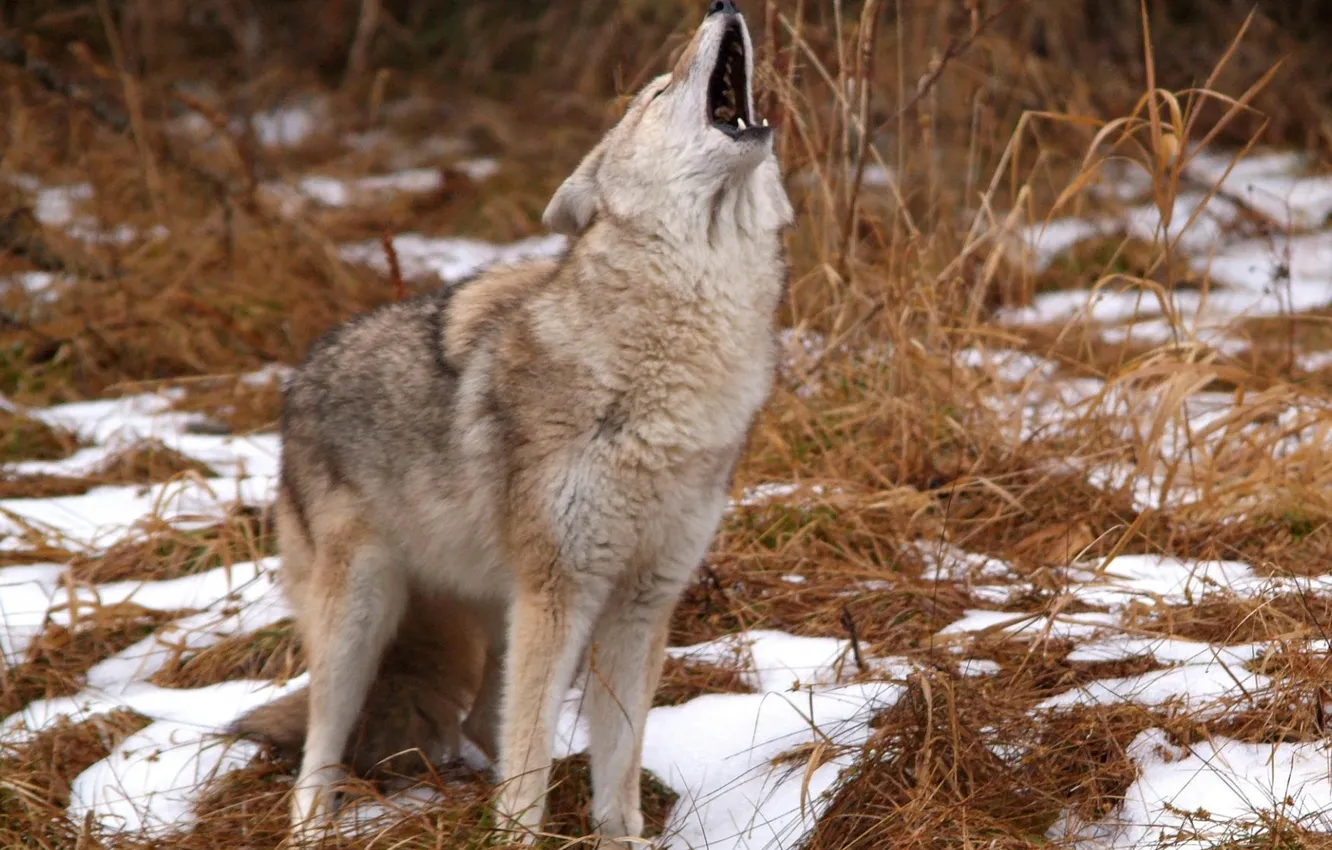 Фото обои wild, Coyote, howling
