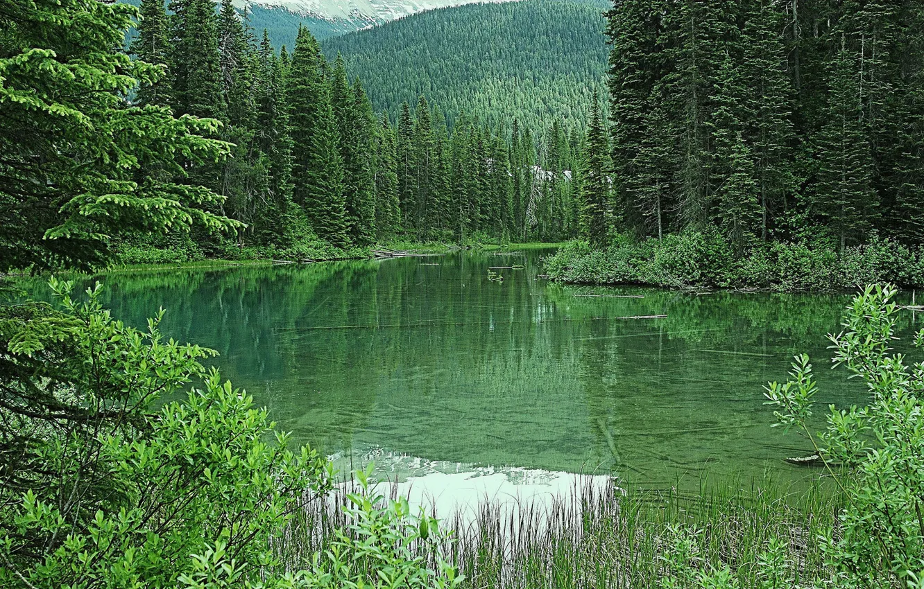 Фото обои зелень, лес, деревья, горы, озеро, Канада, Emerald Lake