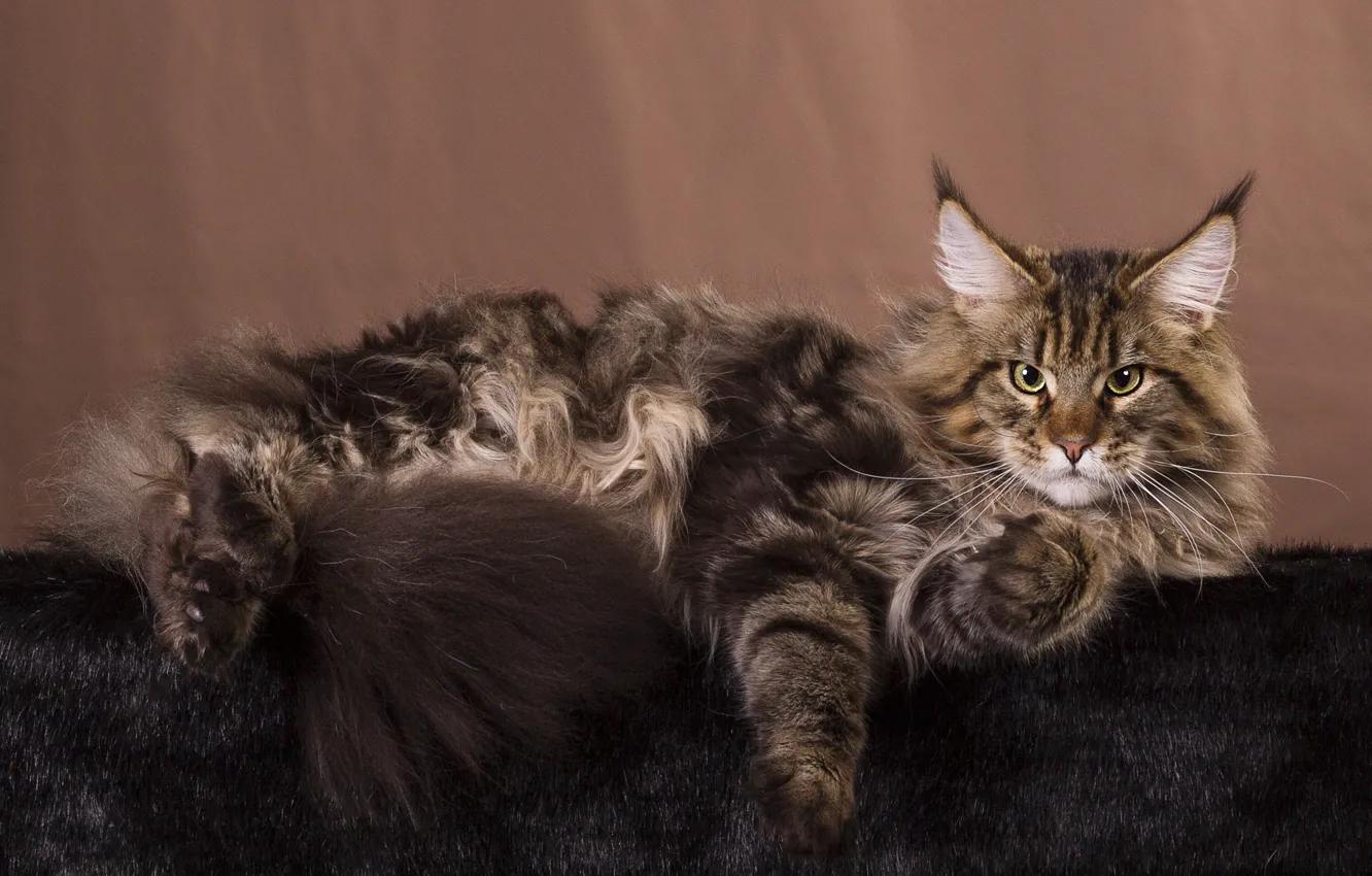Фото обои кошка, кот, взгляд, поза, темный фон, серый, мордочка, хвост
