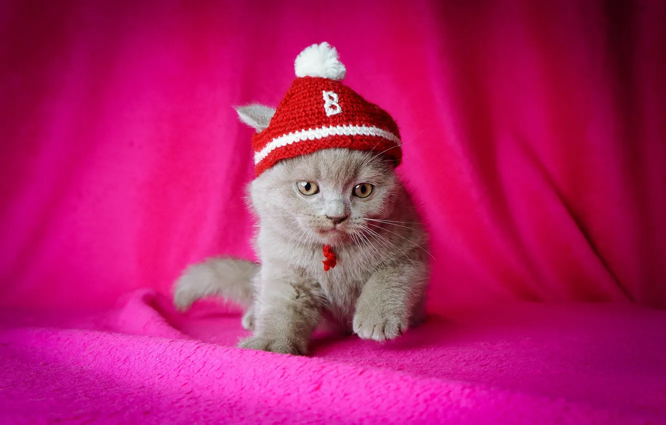 Фото обои котёнок, розовый фон, шапочка