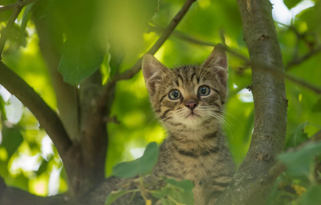 Фото обои взгляд, котёнок, на дереве