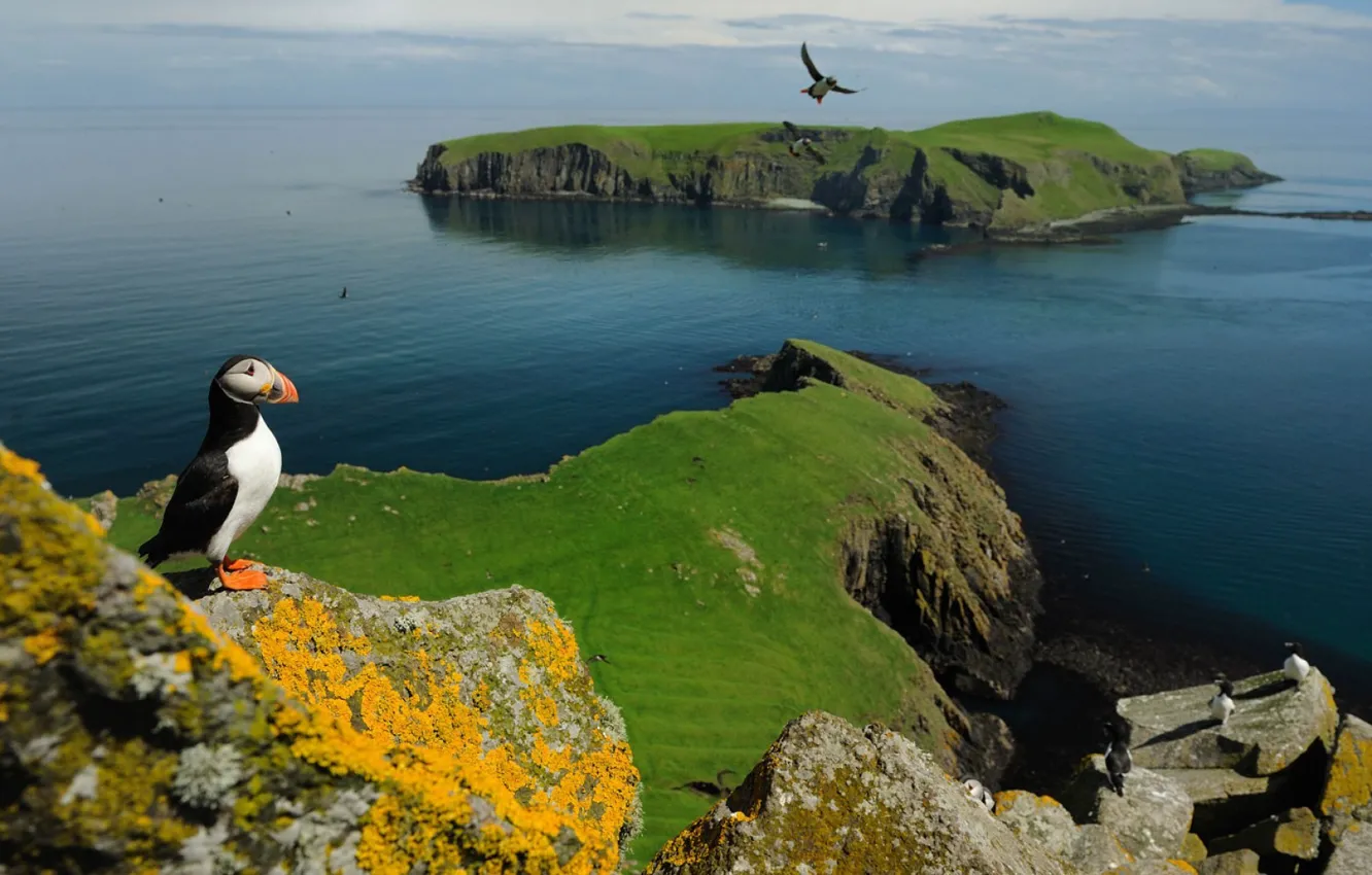 Фото обои животные, пейзаж, тупик, animals, landscape, puffin