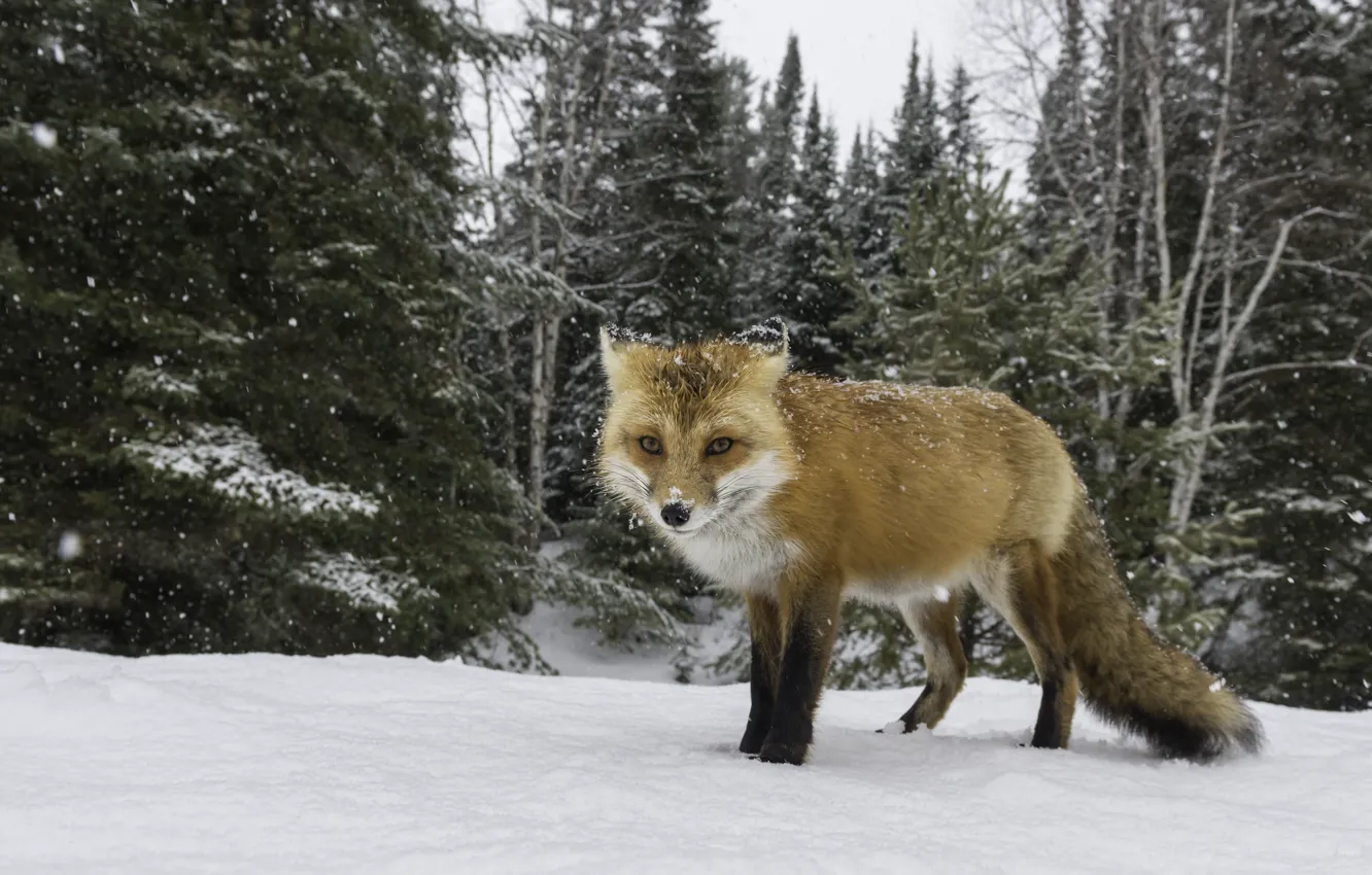 Фото обои зима, снег, лиса, охота, глядя