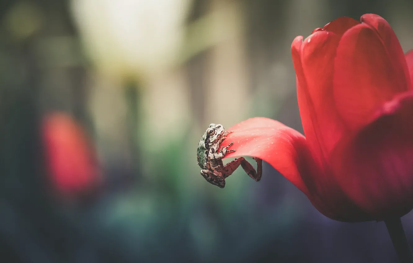 Фото обои цветок, макро, красный, фон, тюльпан, лягушка, лепестки, карабкается