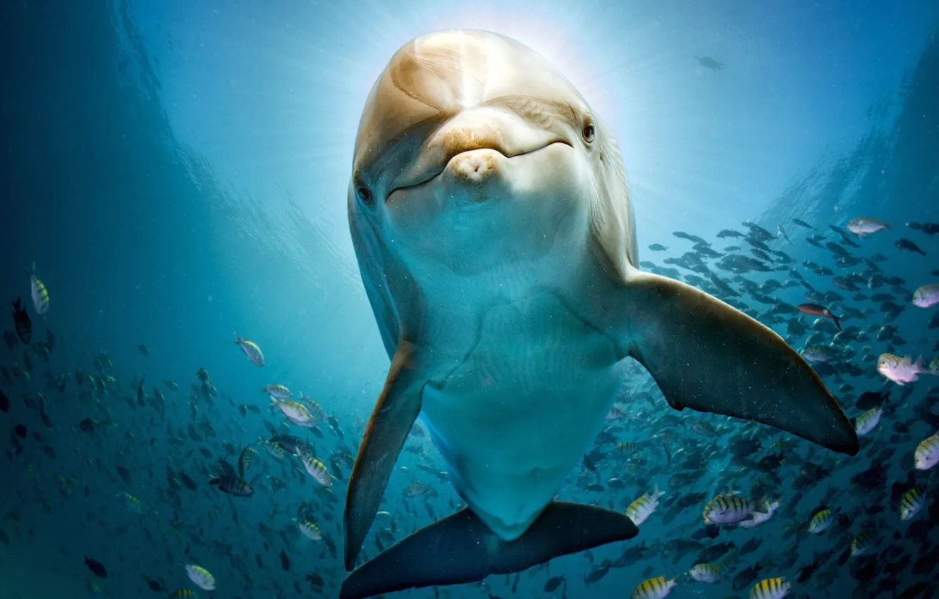 Фото обои море, вода, рыбы, дельфин, синева, под водой
