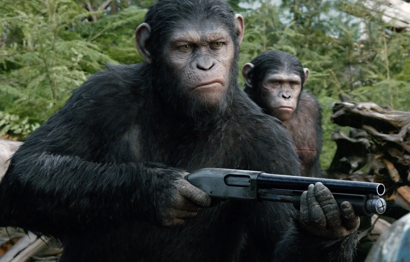 Фото обои оружие, дробовик, Caesar, Революция, Dawn of the Planet of the Apes, Планета обезьян, цезарь