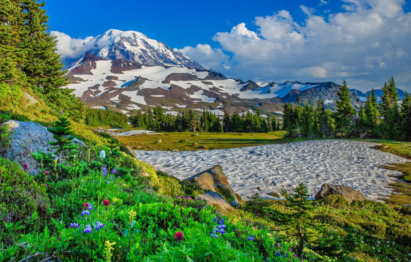 Фото обои снег, деревья, цветы, горы, США, штат Вашингтон
