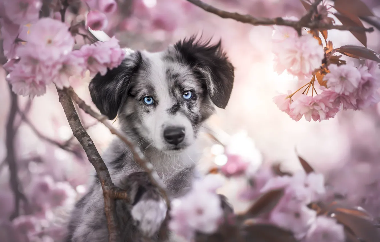 Фото обои взгляд, морда, цветы, портрет, собака, весна, щенок, цветение