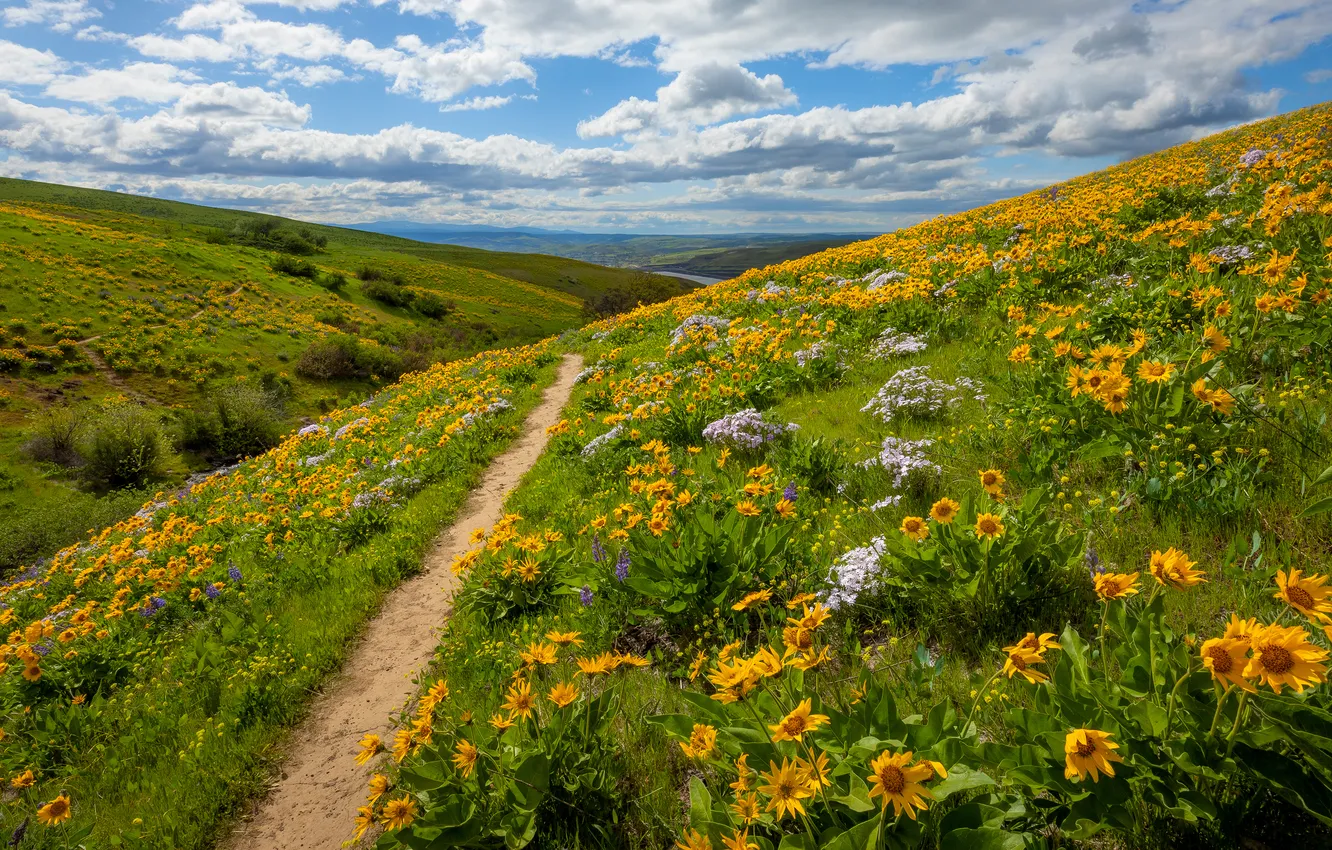 Фото обои поле, цветы, холмы, луг, тропинка
