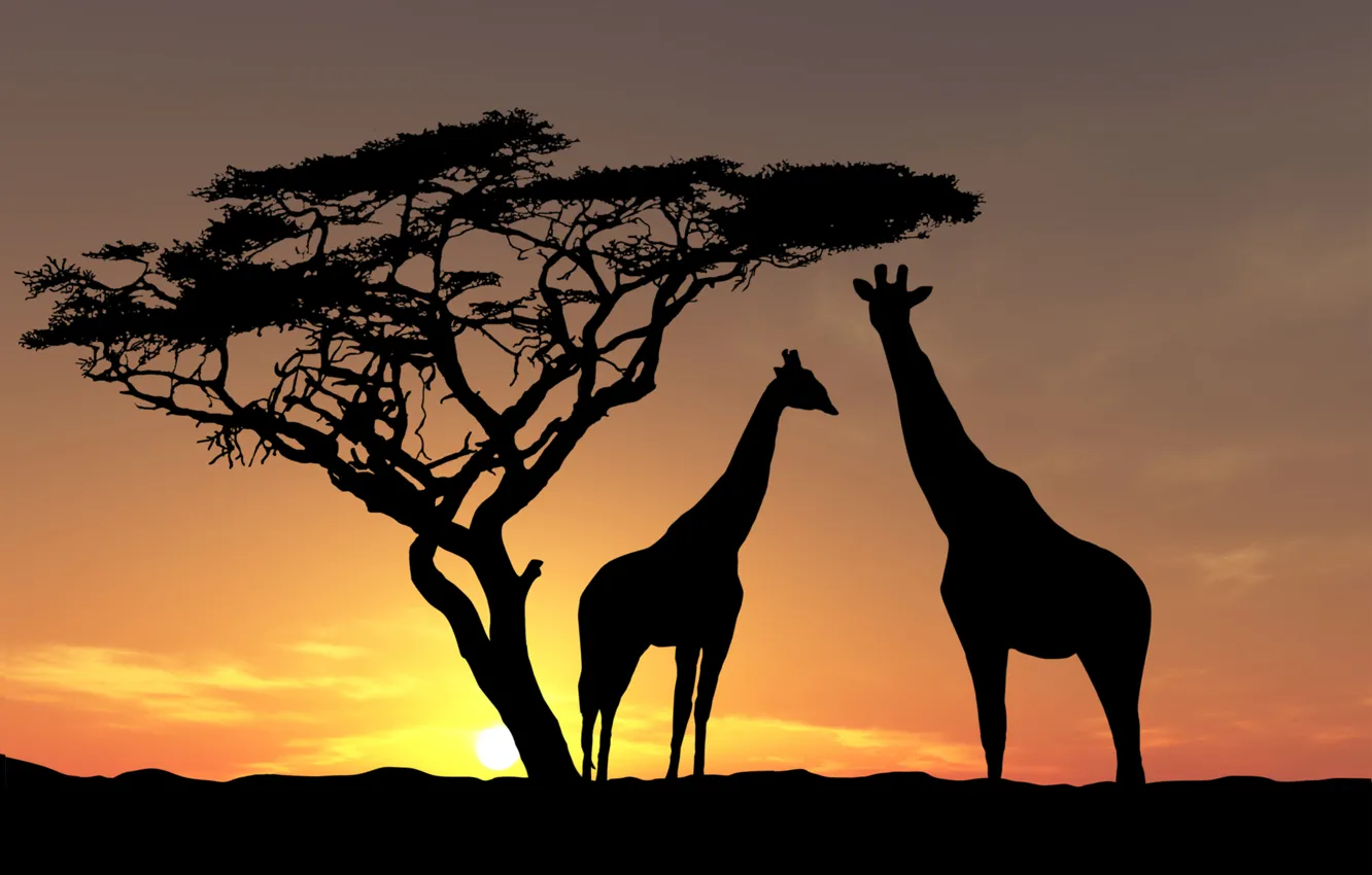 Фото обои животные, небо, солнце, деревья, вечер, жирафы, африка, закат солнца