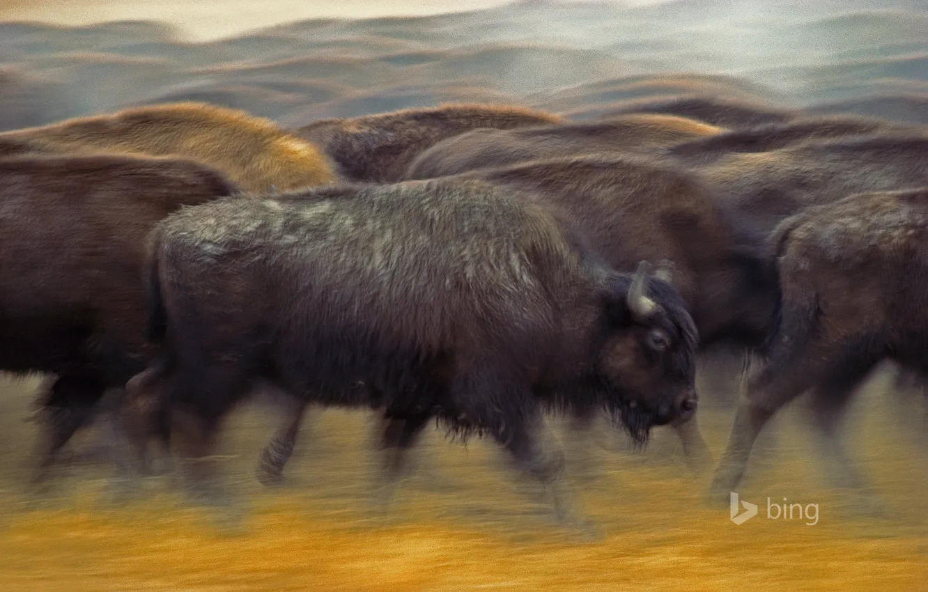 Фото обои движение, США, стадо, Южная Дакота, бизоны, Форт-Пьер